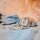 Damklocka - Serie: Casio Vintage - Casio Modell: A1000D-7EF